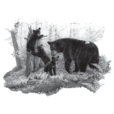 SC Playtime Bears.gif