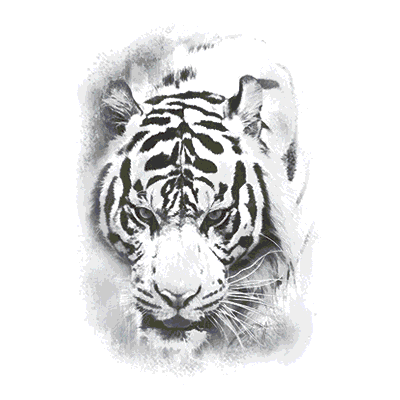 SC Colourful expressions Tiger.gif