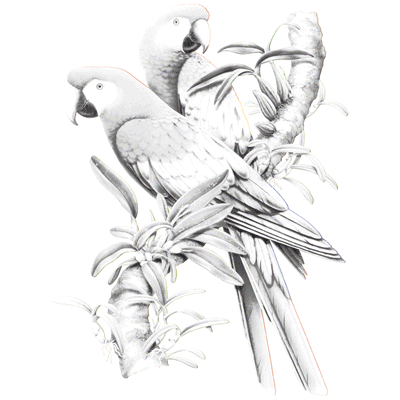 SC Scarlet Macaws.gif