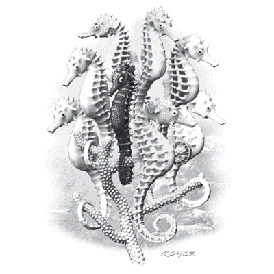SC Sea Horses.gif