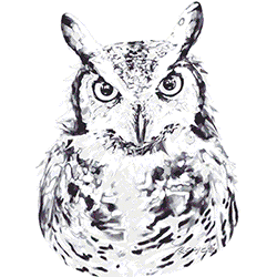 SC Owl.gif