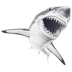 SC Sharky.gif