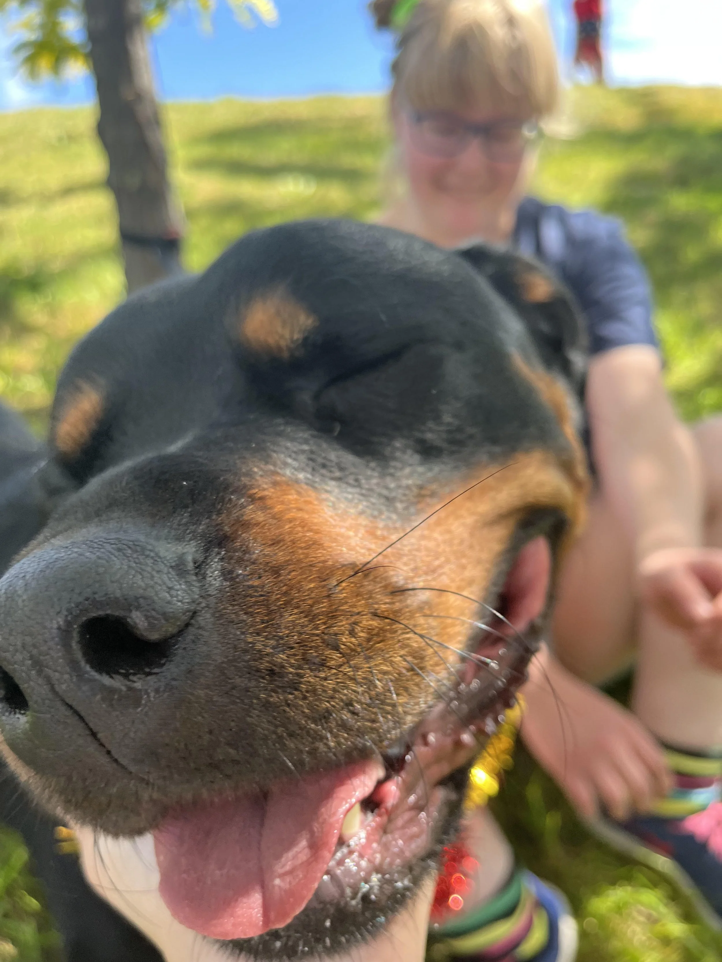 When a Dog Opens the Door: Finding Connection on the Hard Days