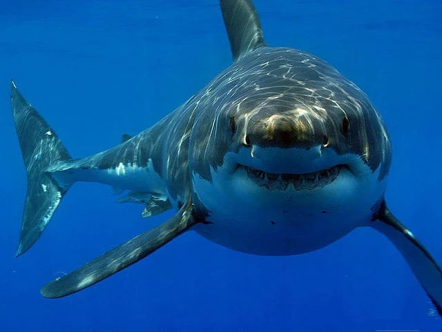 10 Killer Reasons Why Entrepreneurs Should Swim With Sharks