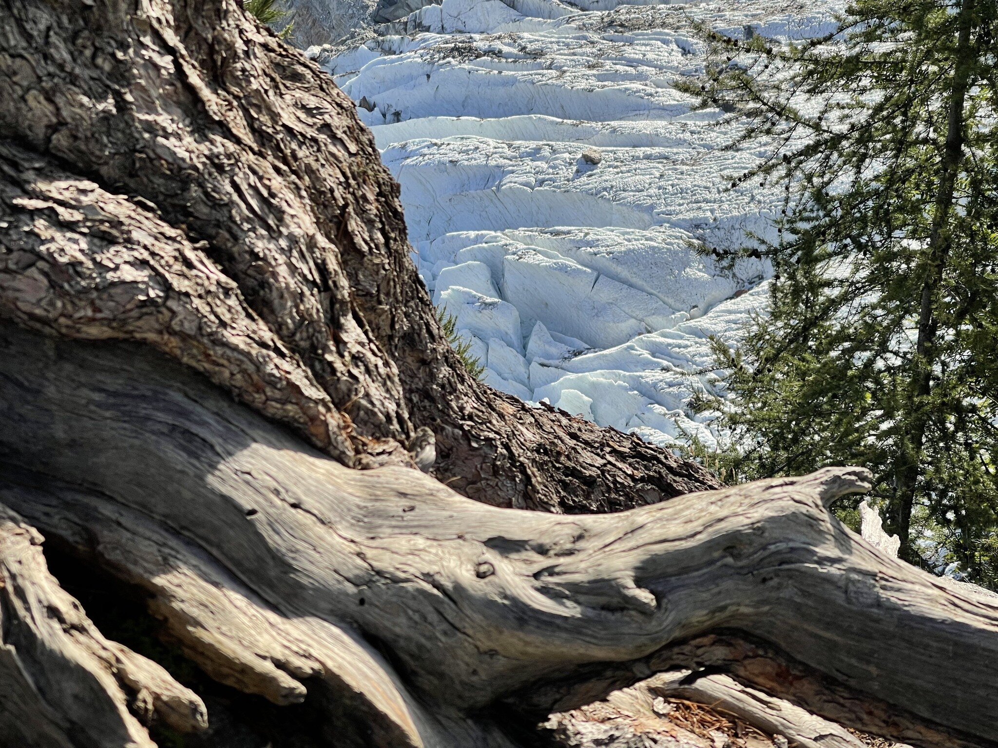 My favourite tree and glacier on the way up to La Jonction above Chamonix. 

This is all about witnessing the passing of time in both the rugged and fragile landscape. 

A humbling place.

The Bossons Glacier, France.

#bossonsglacier #mountainscape 