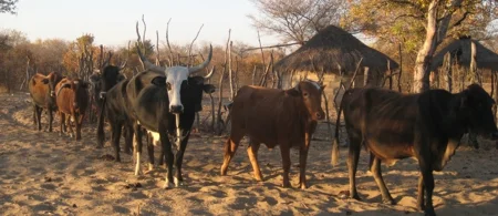 RFID-tagging of cattle in Botswana - abstract for a book chapter submitted