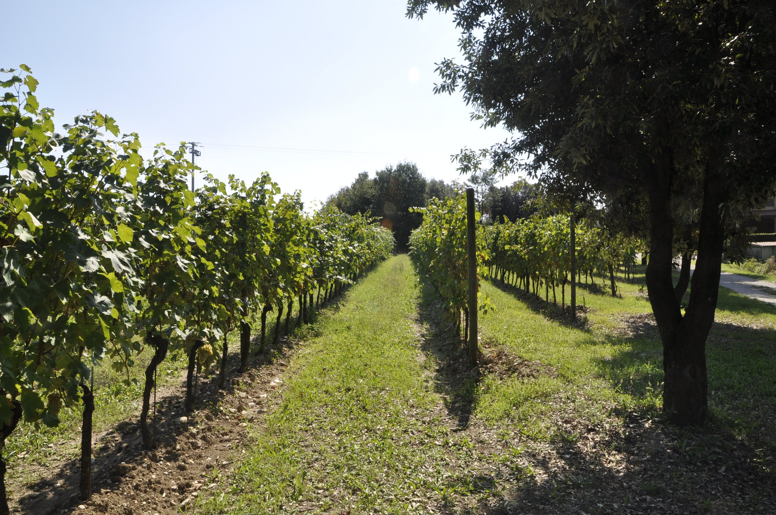 A label, a story:       our Luganas