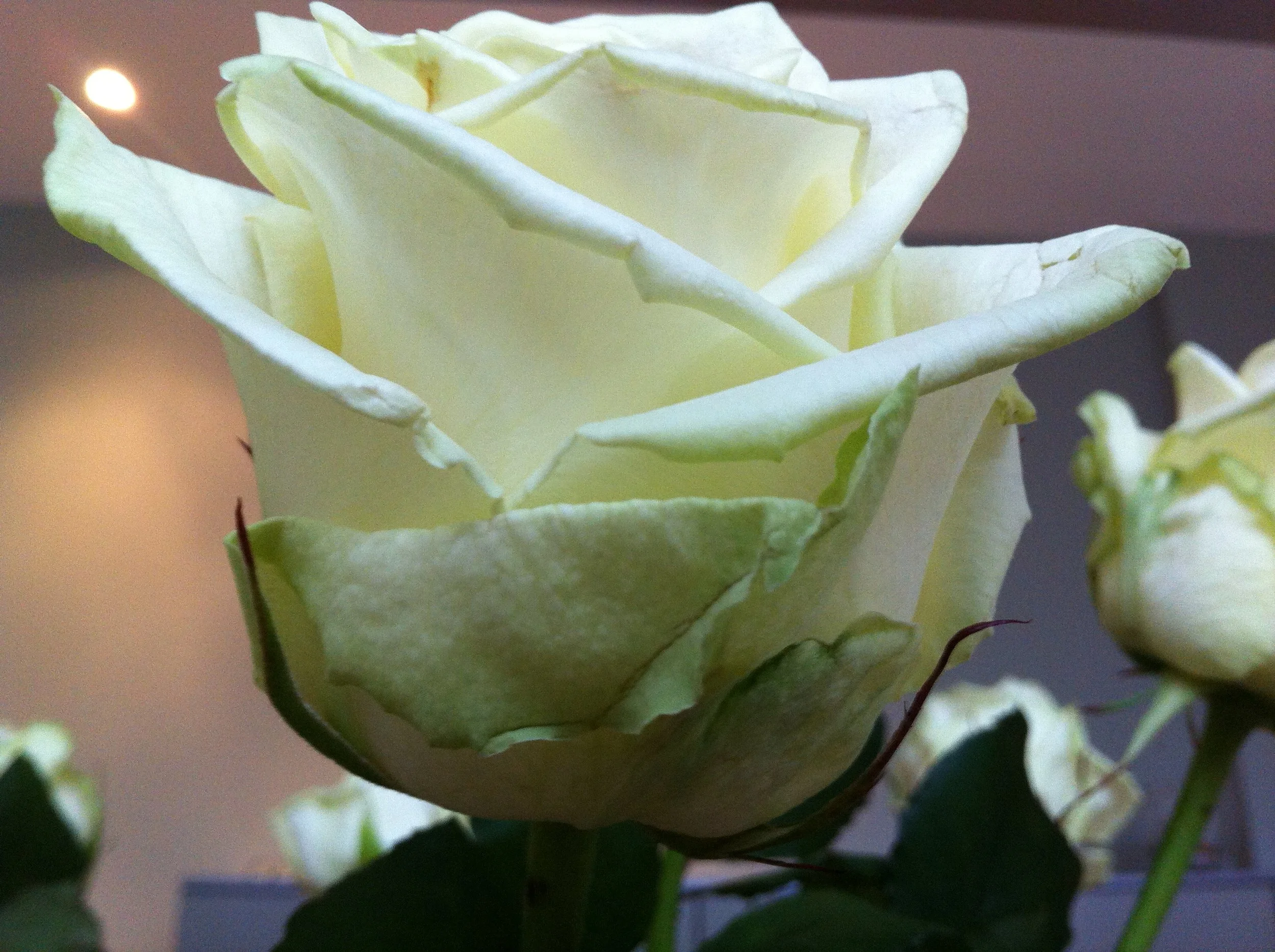 foto Over Marjo vdL achtergrond.JPG