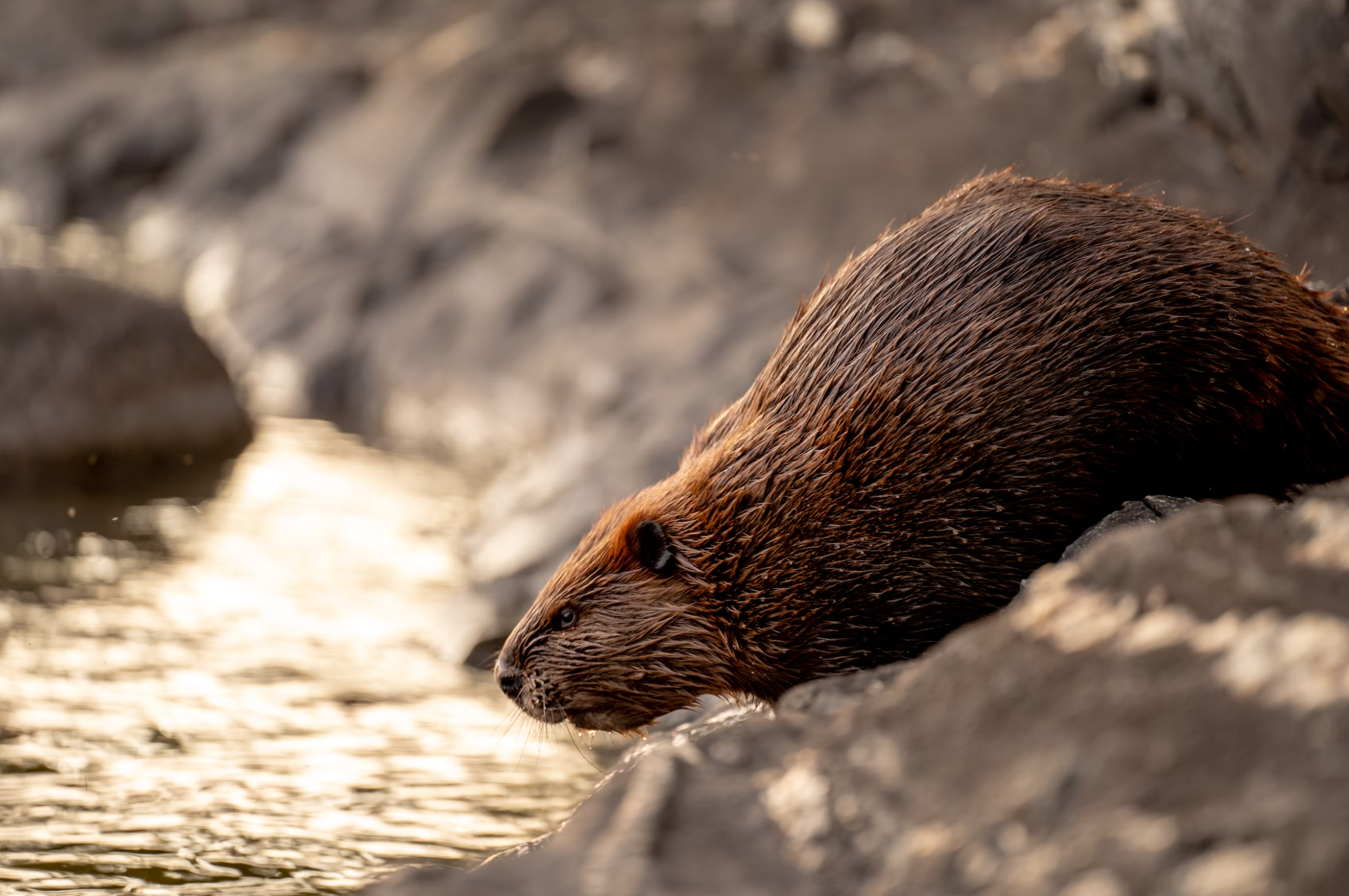 biber beim wasser.png