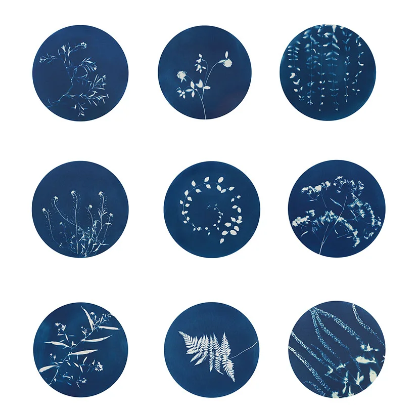 Set of 9 - 24 inch diameter cyanotype prints on metal