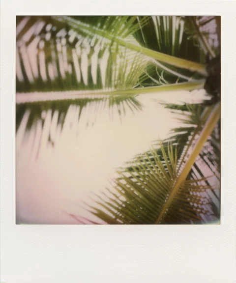 Palm 1 - 20x24 inch Polaroid on metal