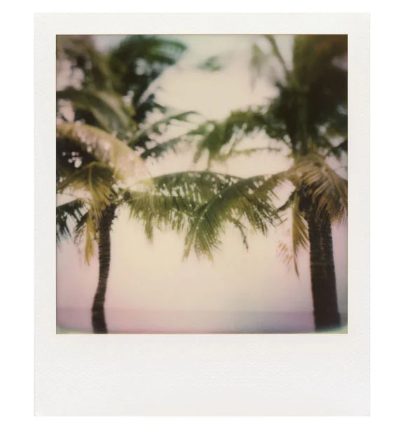 Palm 2 - 20x24 inch Polaroid on metal