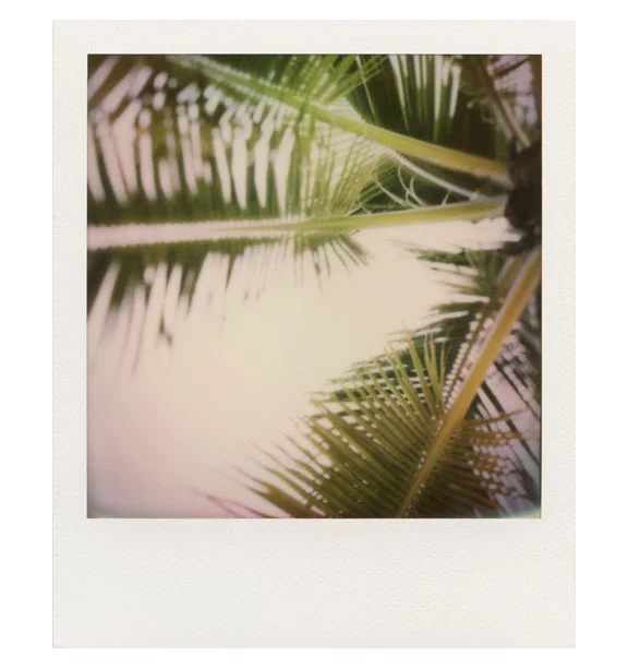 Palm 3 - 20x24 inch Polaroid on metal