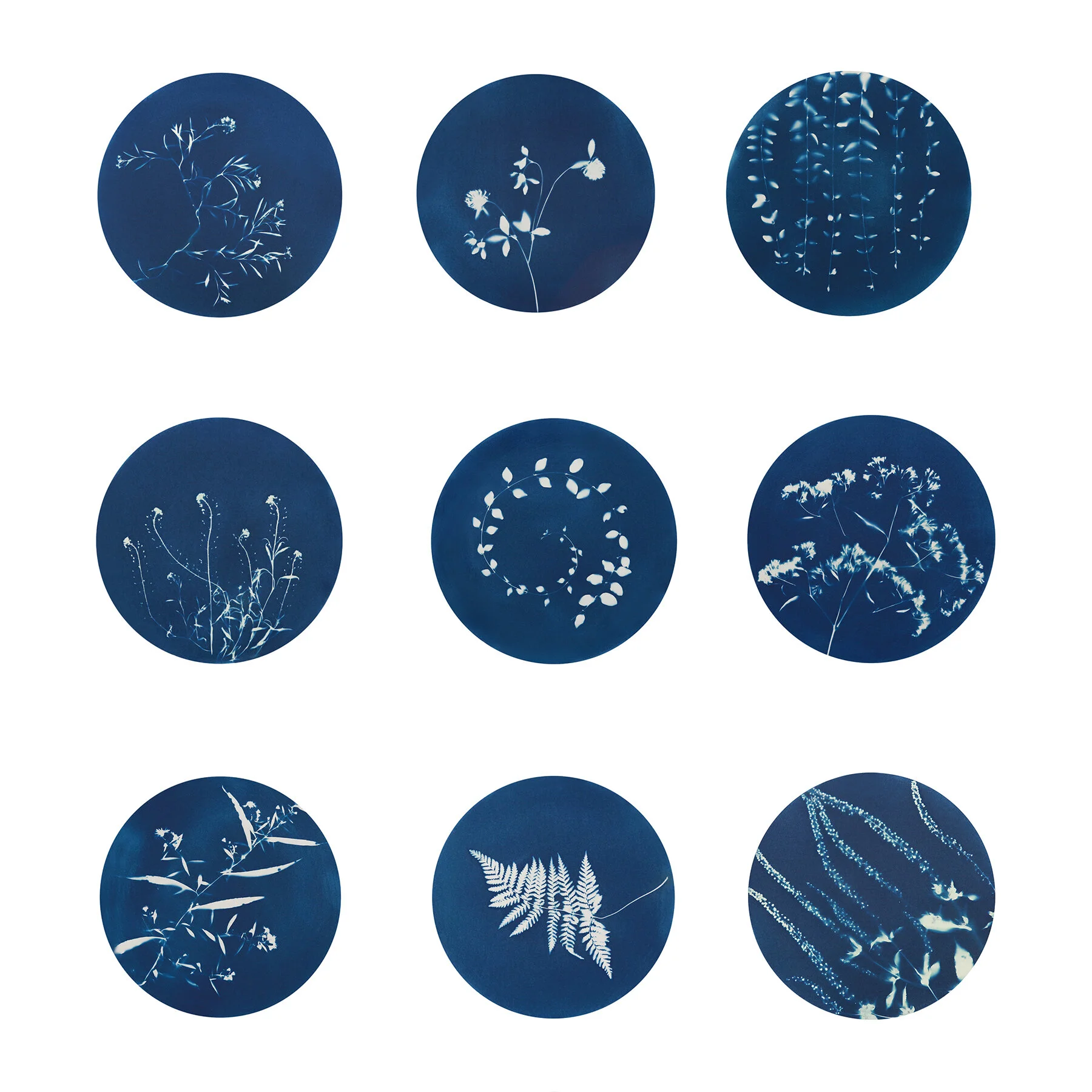 cyanotypes-art-lisa-hernandez.jpg
