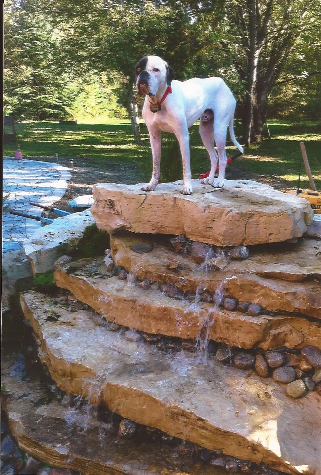 our dog enjoying his new water falls