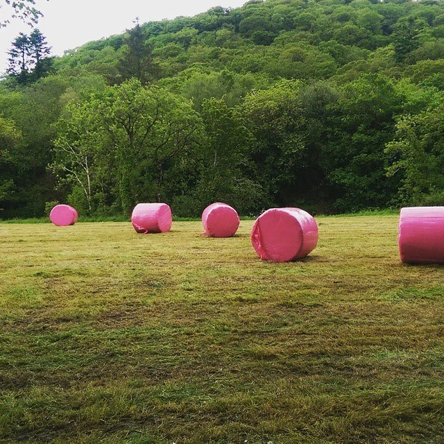 Pink.jpg