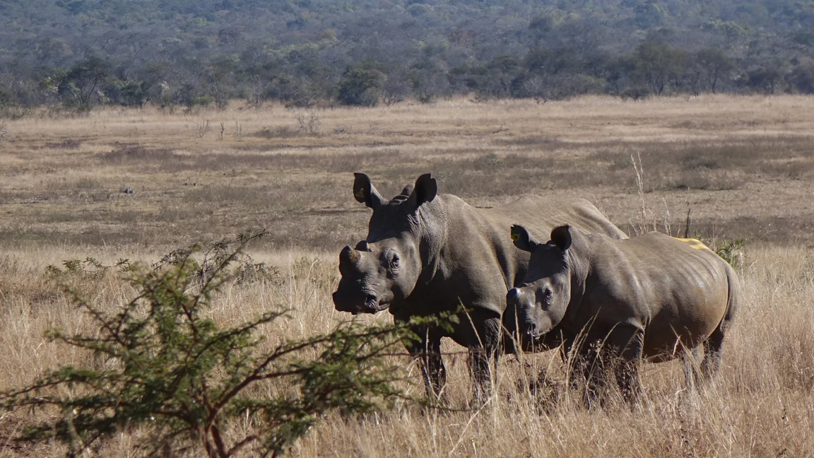  Dehorning effort for Anti-Poaching 