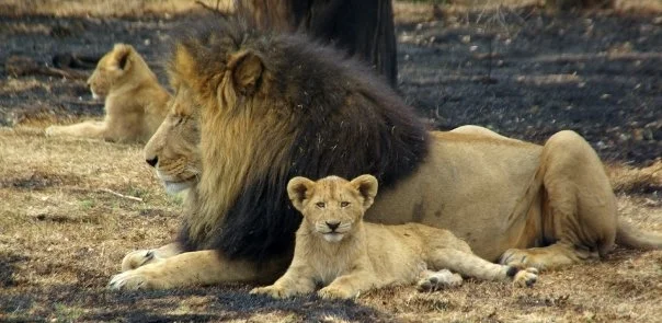  Inspiration for the Big Cat Project 