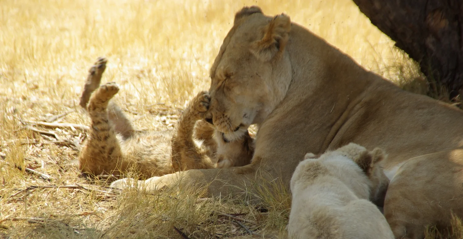  Got this shot early in the morning, South Africa. 