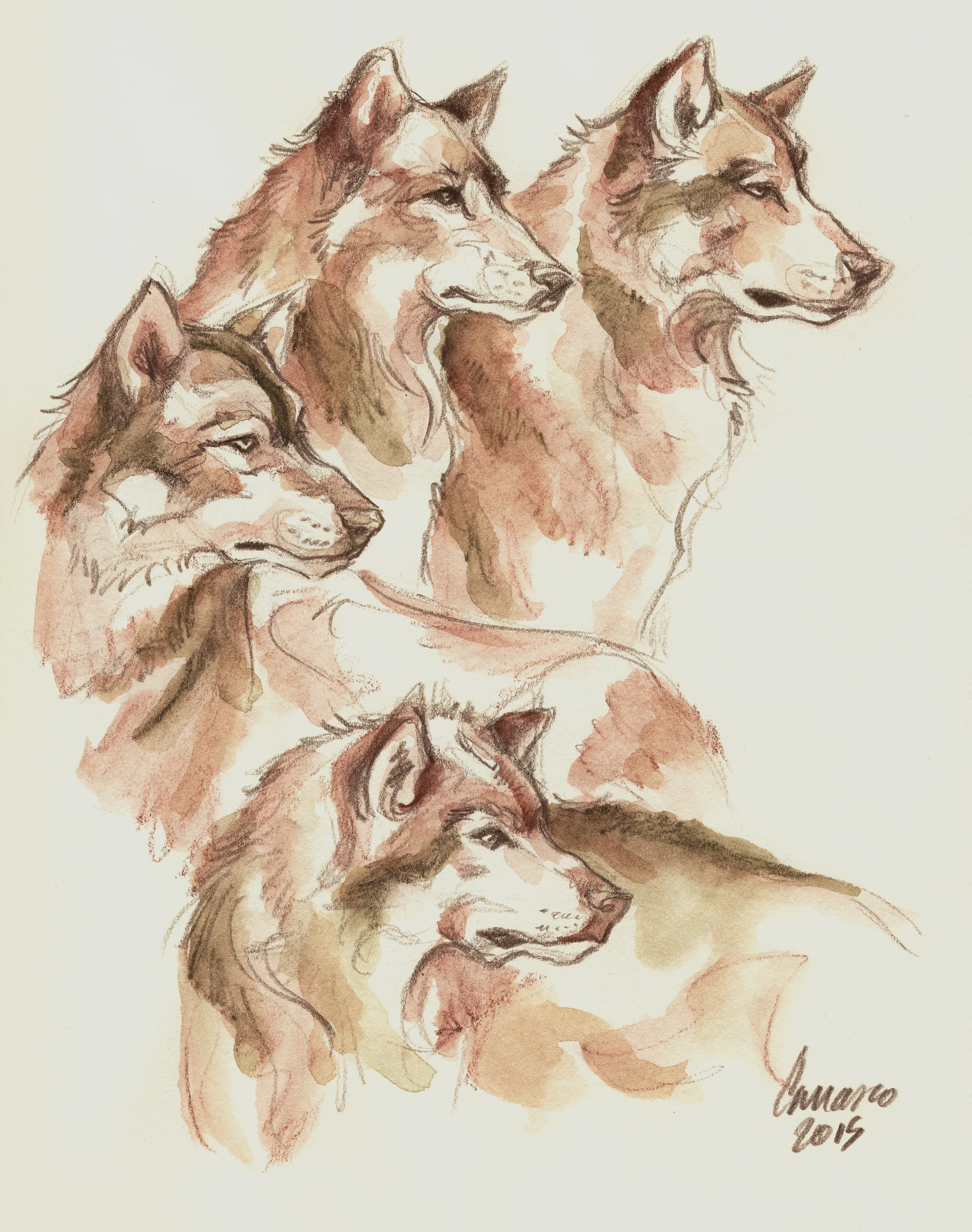 Drawn to Wolves... Drawing in progress Video HERE