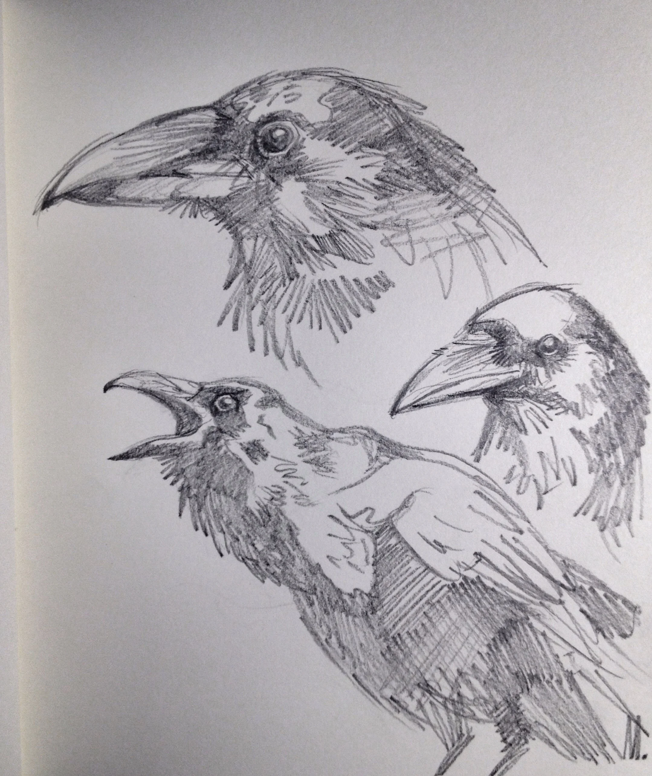 Ravens