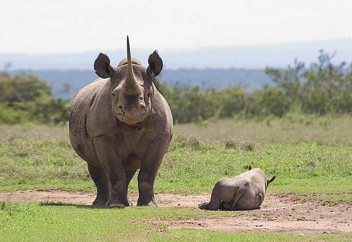 Rhino family.