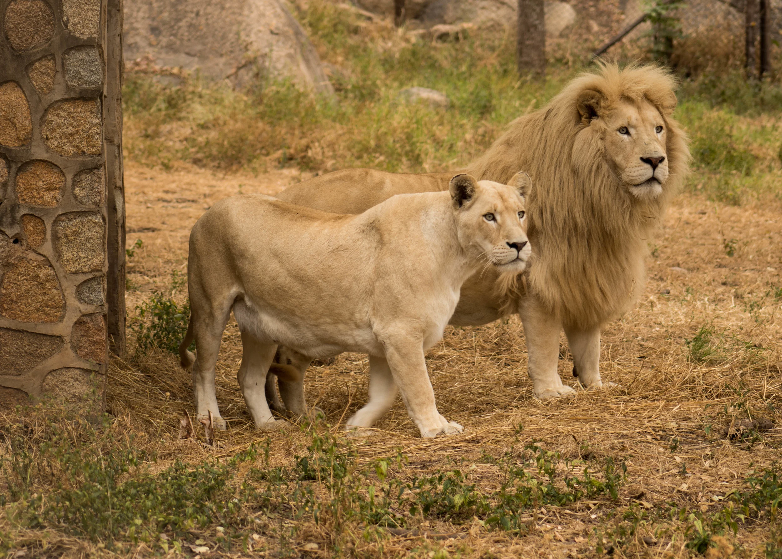 Lola & Leo (parents)