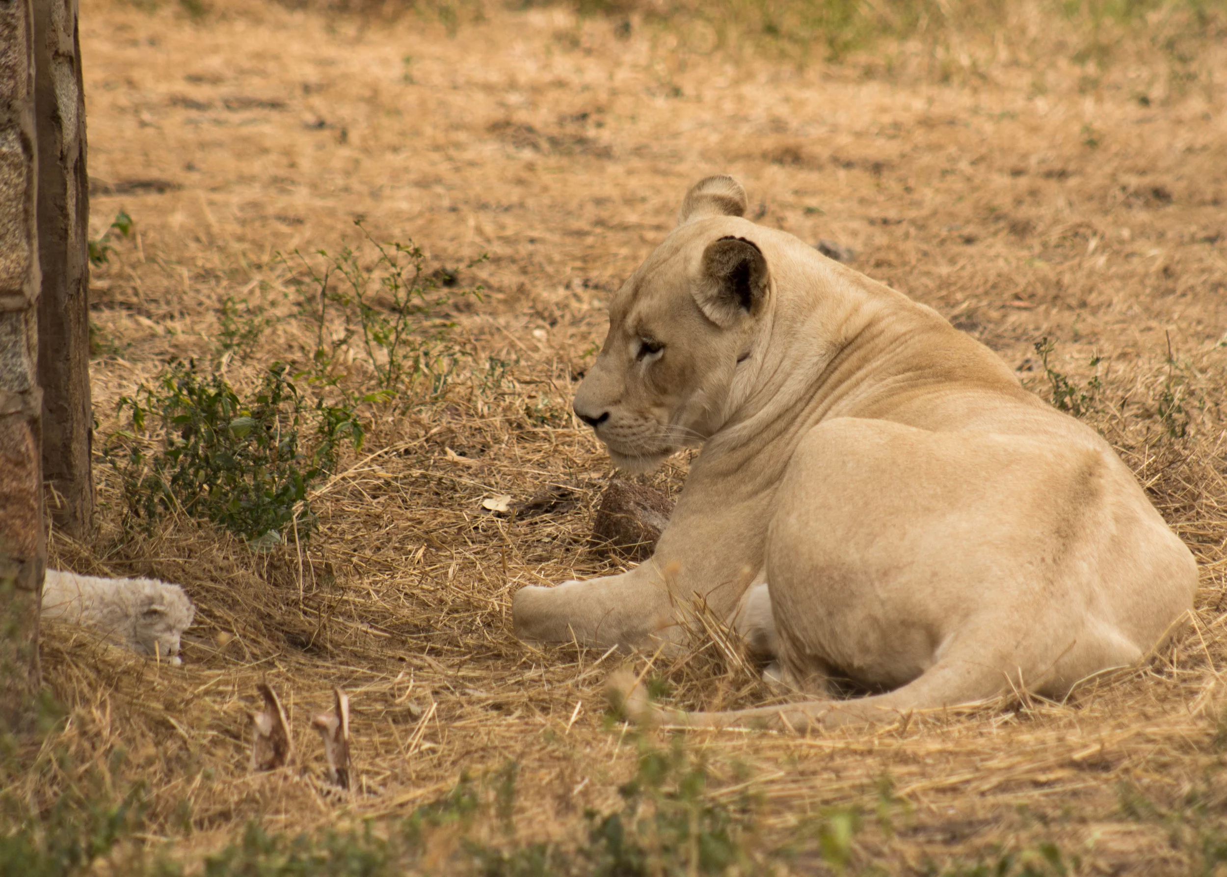Lola and cub