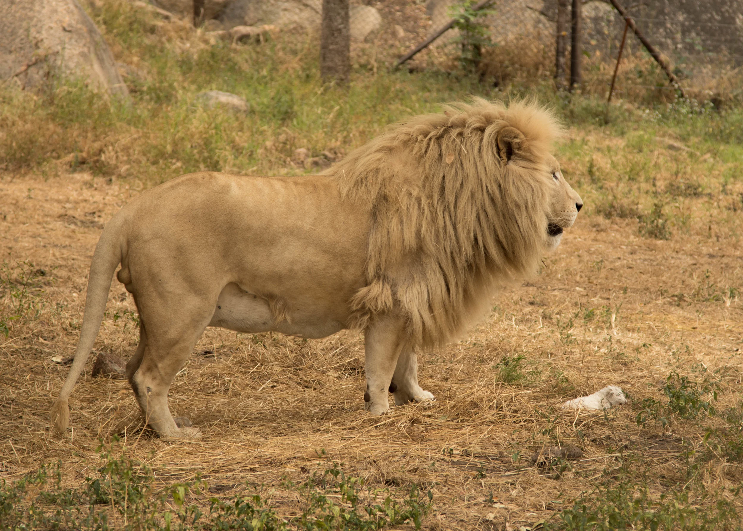 Leo and cub