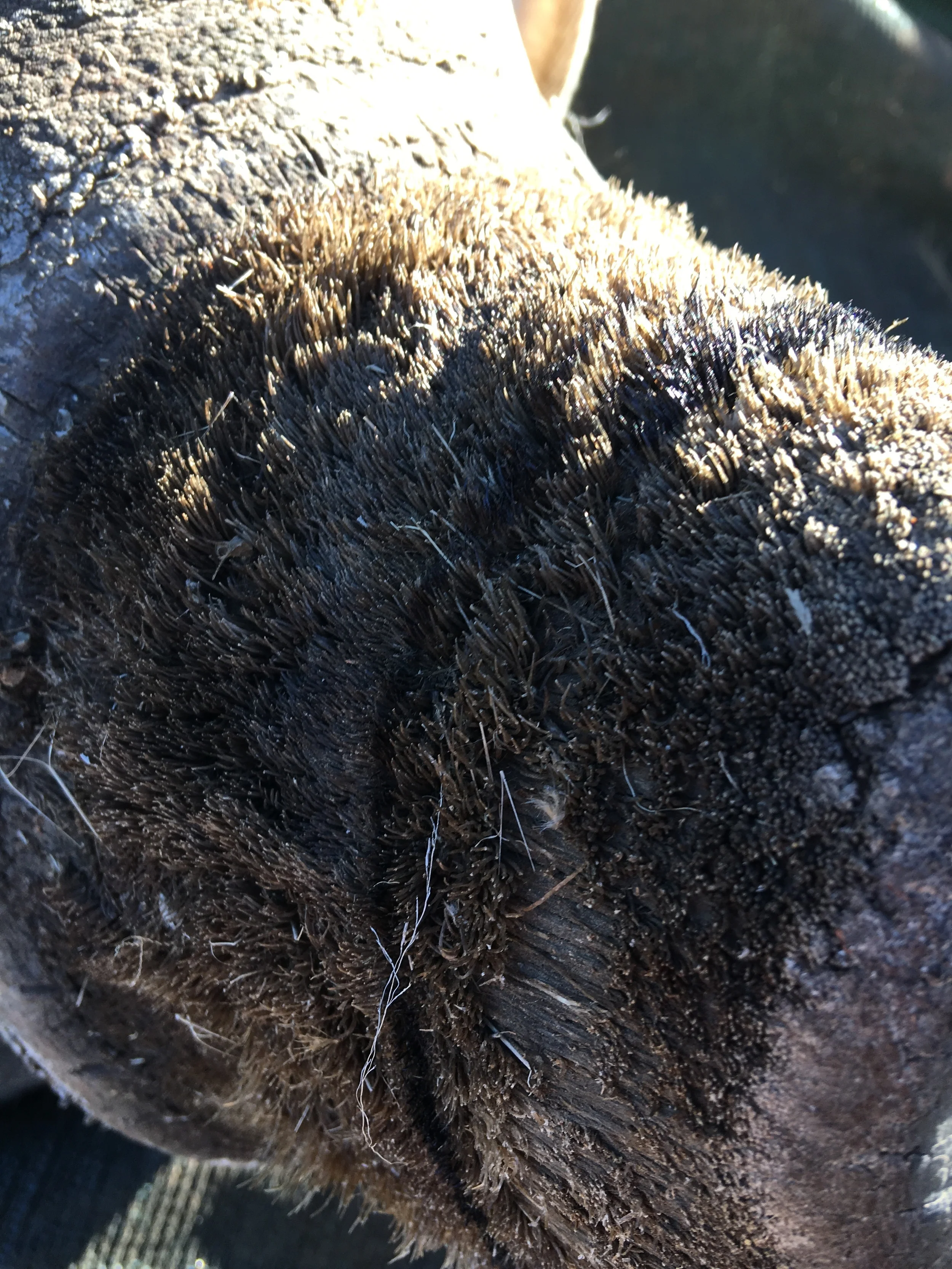 Close up picture of rhino horn. This picture shows the hair which makes up the horn. The horn consists of keratin. 