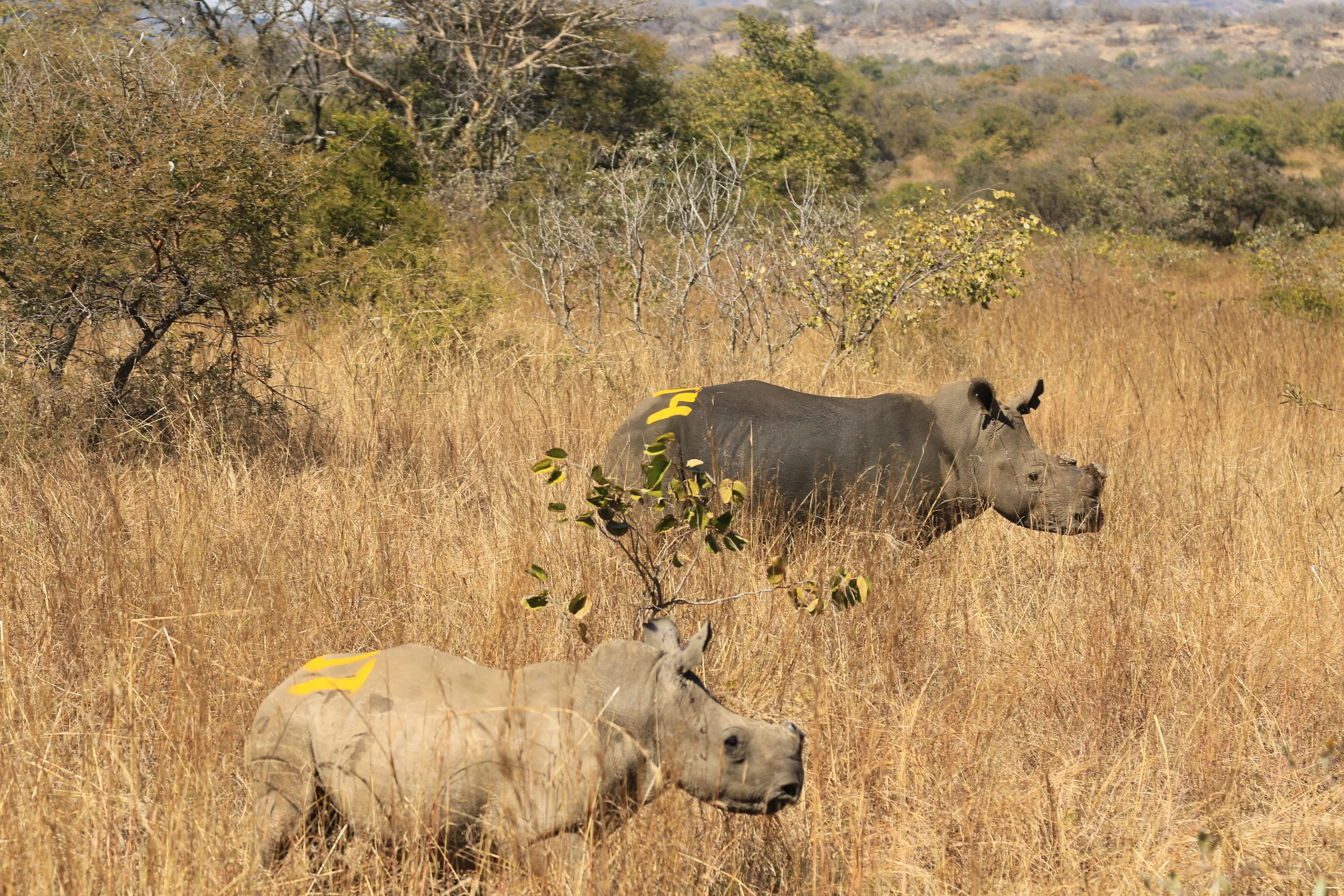 Dehorned baby rhino and his mother