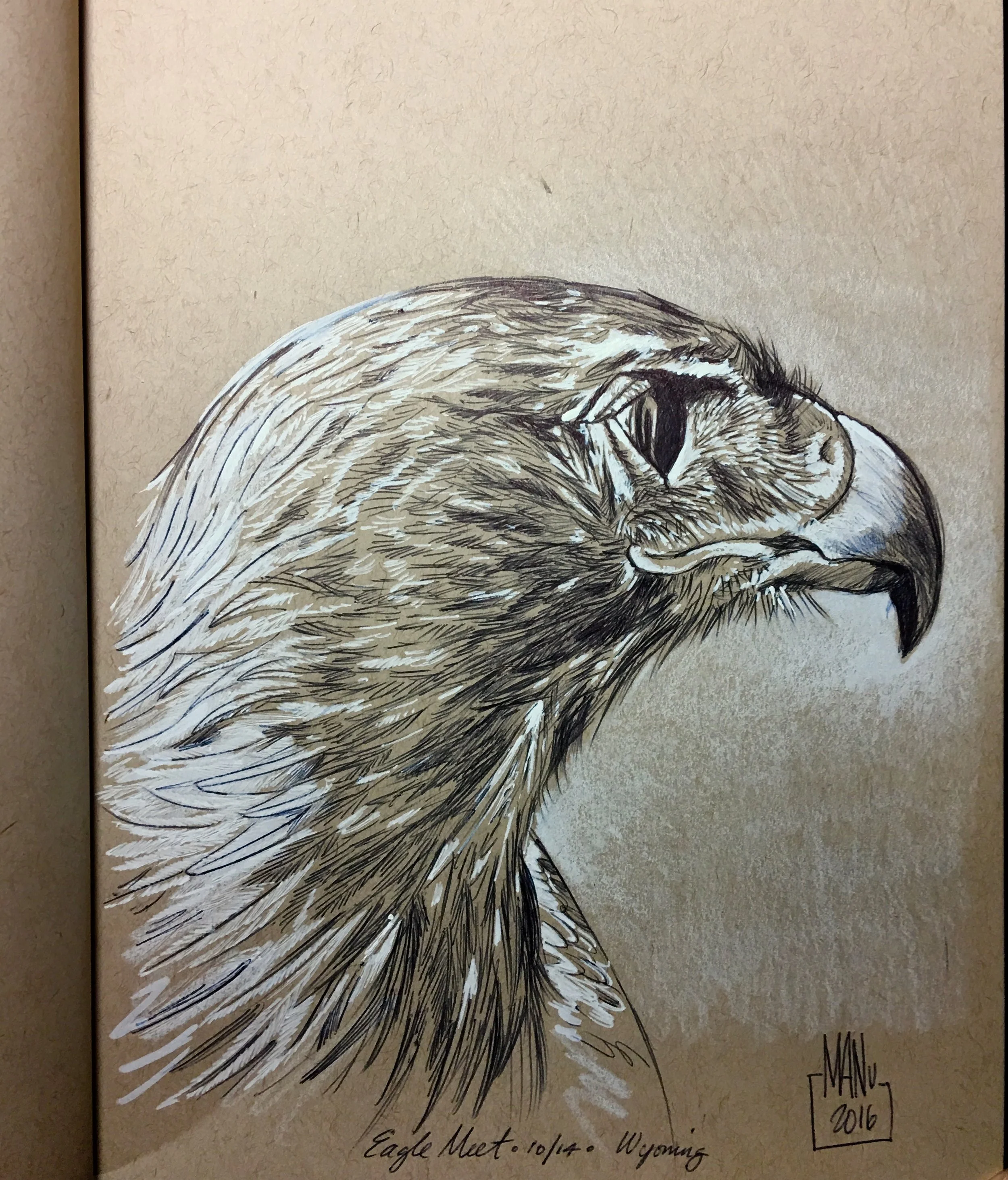 Male Golden Eagle "dexter"