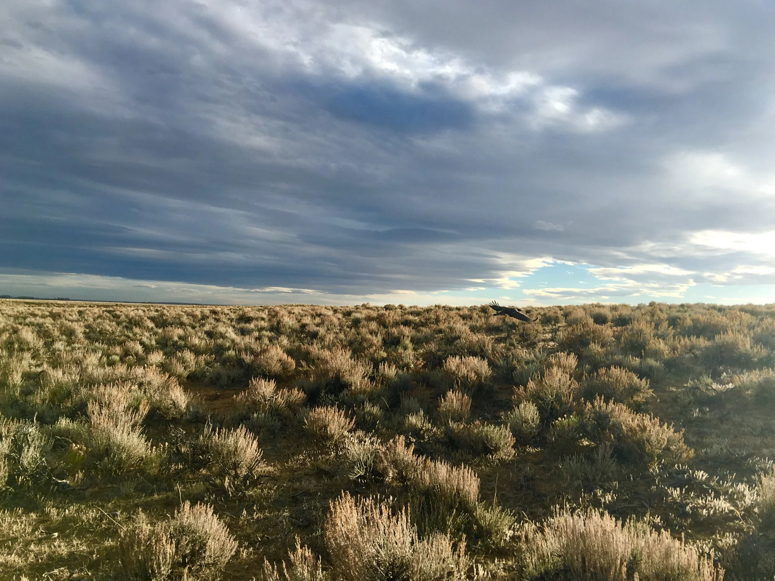 Sea of Sage
