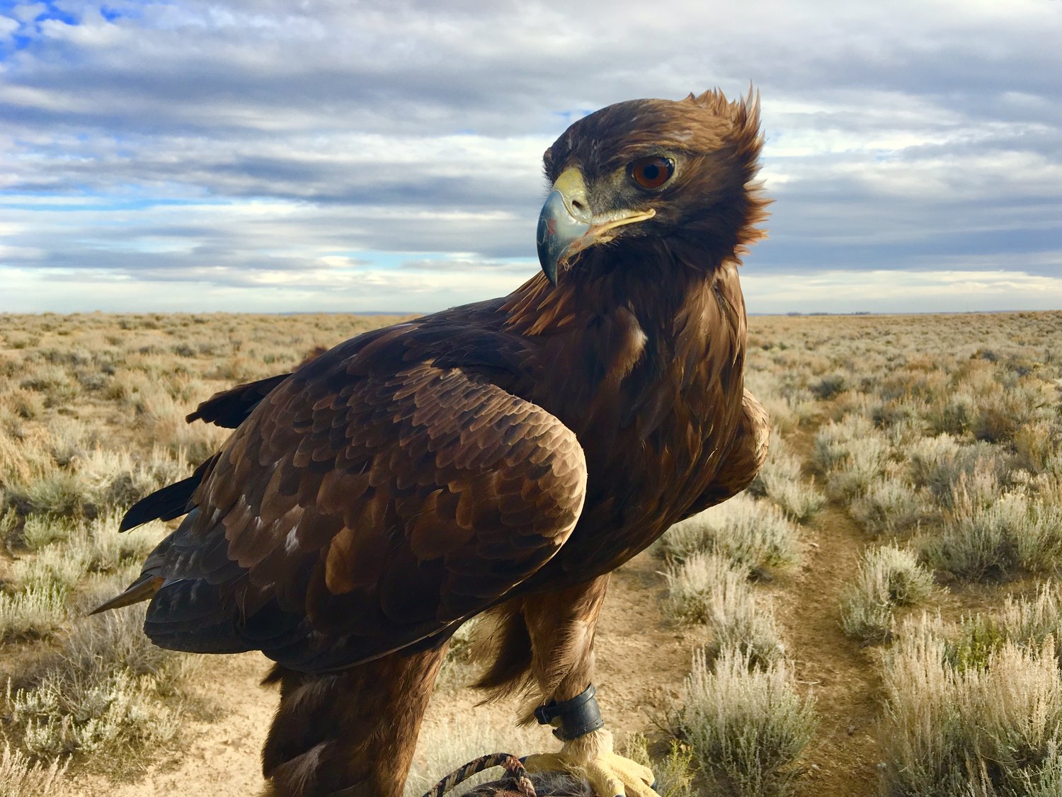 In Company of Eagles