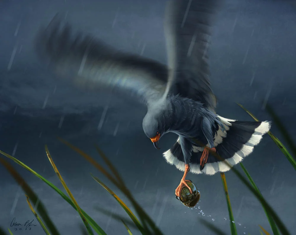 Aaron Blaise - Everglade's Kite