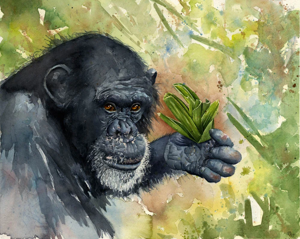 Charity Oetgen - Chimpanzee