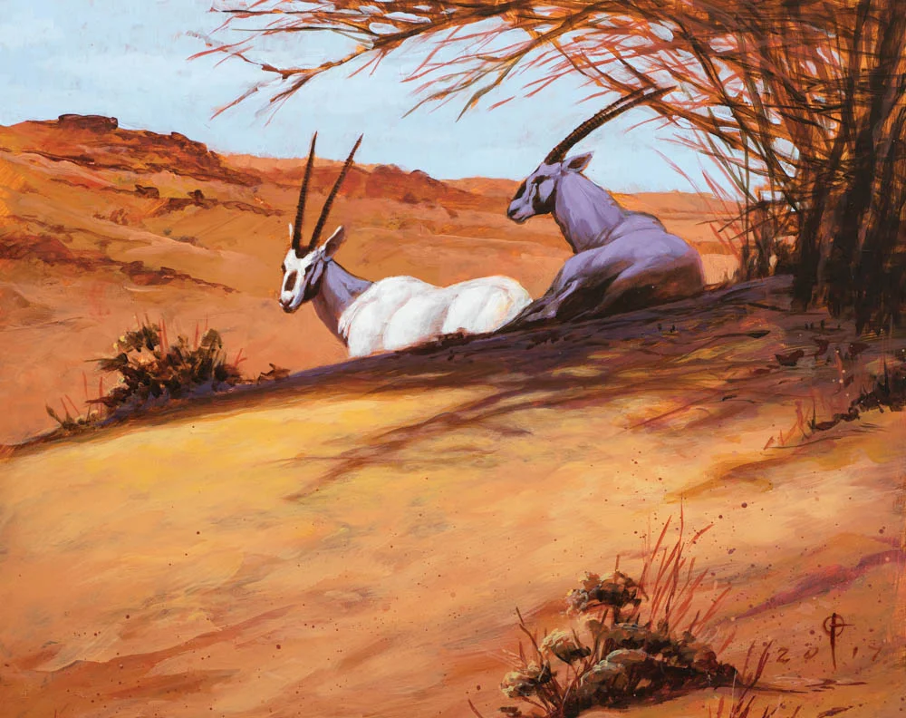 Daren Bader - Arabian Oryx