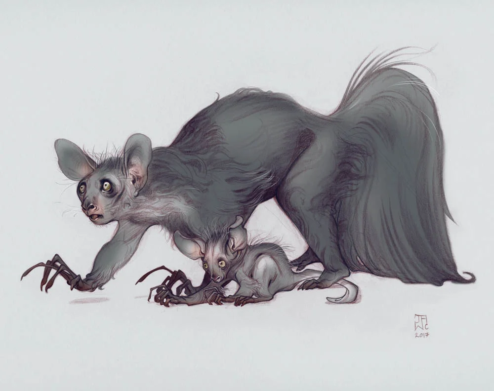 J.A.W. Cooper - Aye-Aye Lemur