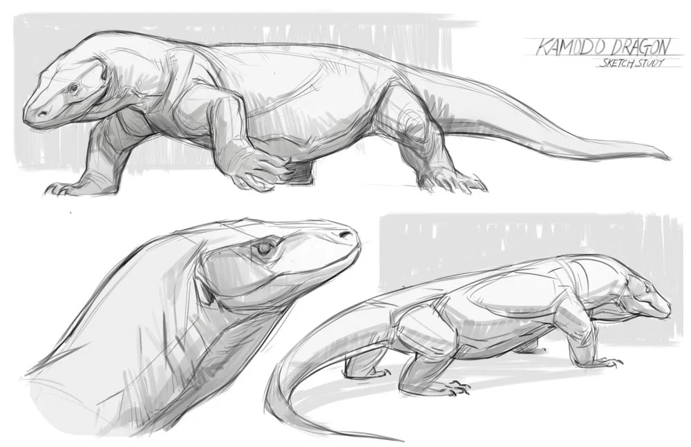 Jonathan Kuo - Komodo Dragon Sketch