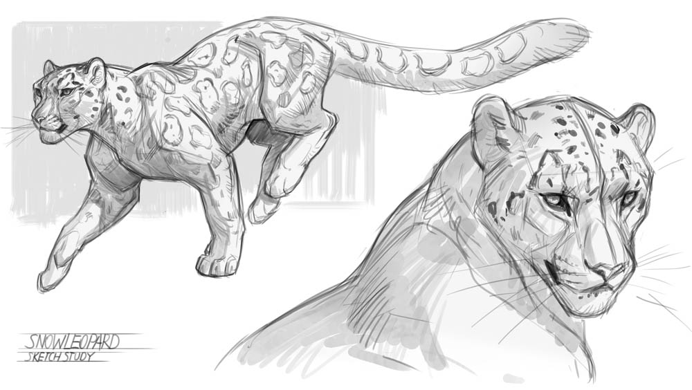 Jonathan Kuo - Snow Leopard Sketch