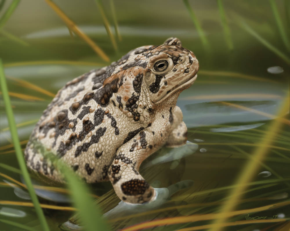 Jose Vazquez - Wyoming Toad