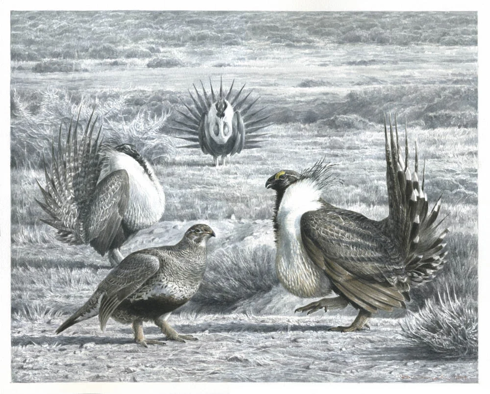 Paschalis Dougalis - Greater Sage Grouse