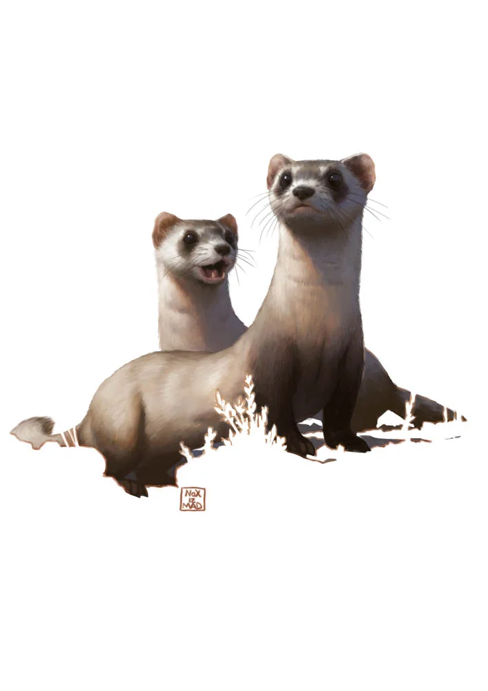 "Black-footed Ferret" by Bruno Gore (digital)