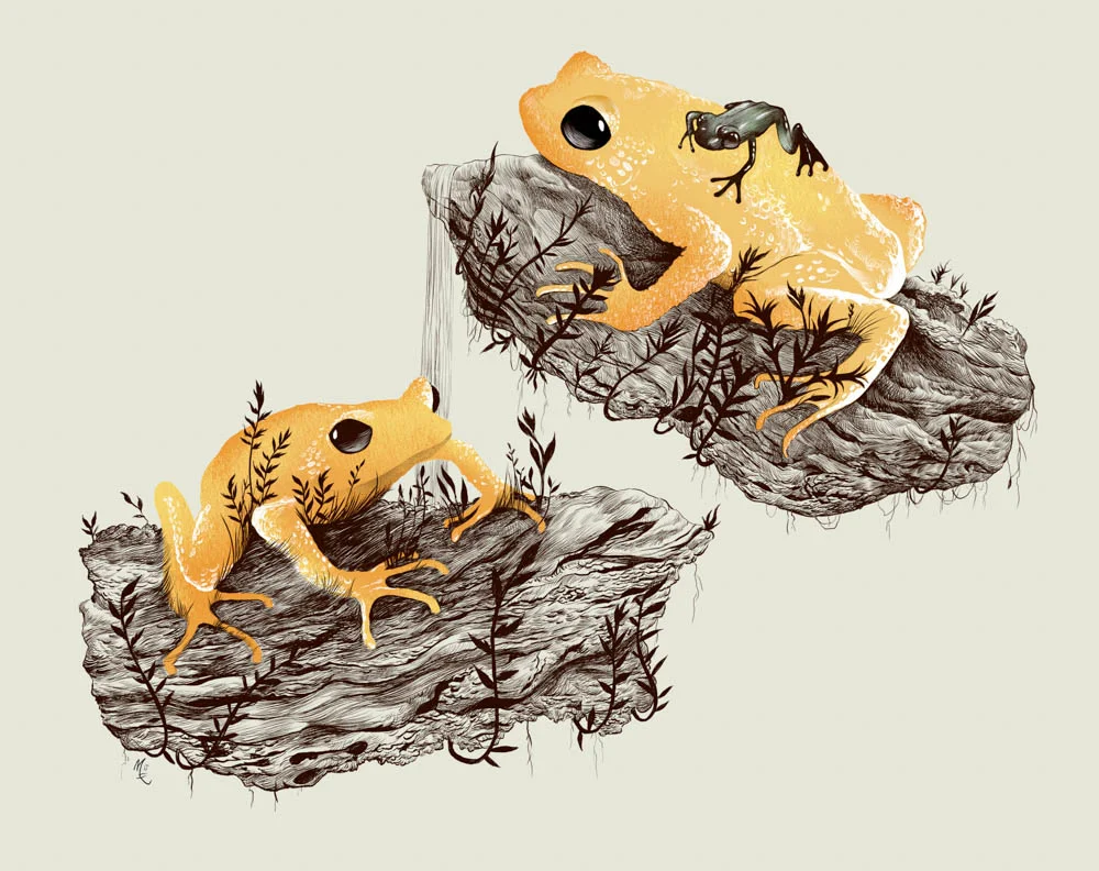 "Kihansi Spray Toads" by Dave Mottram (digital)