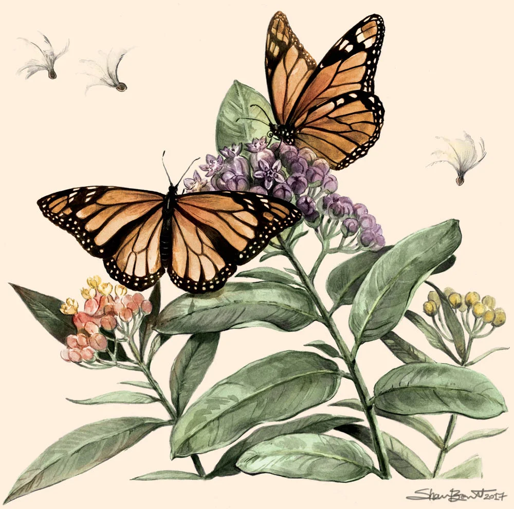 "Monarchs & Milkweeds" by Shannon Beaumont (Ink & digital)