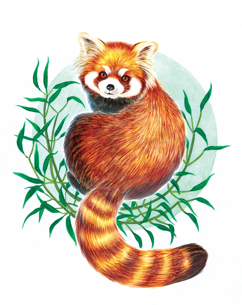 Red Panda — Expedition Art
