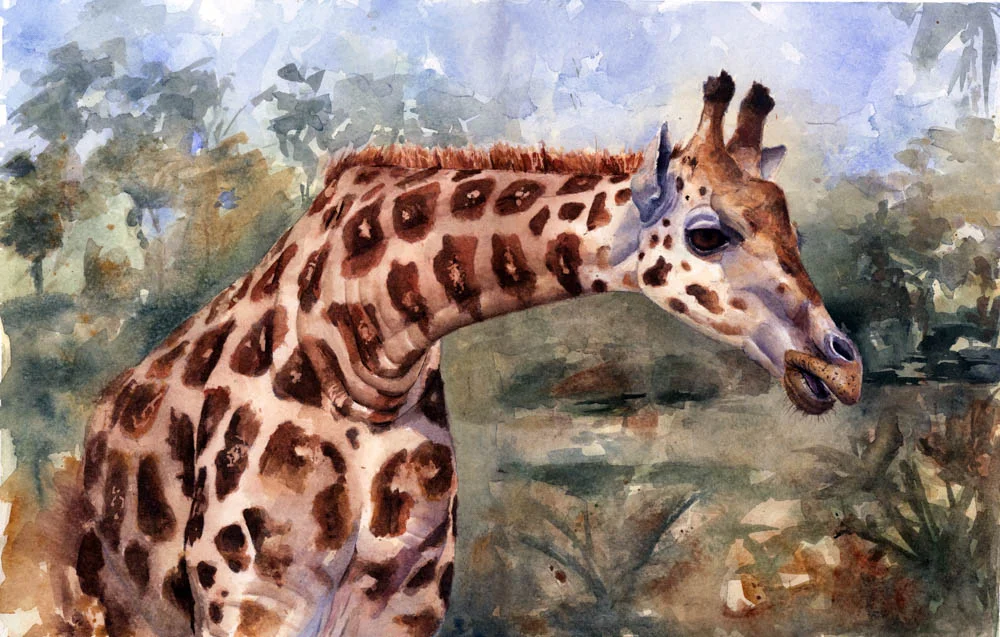 "Rothschild’s Giraffe" by Charity Oetgen (Watercolor)