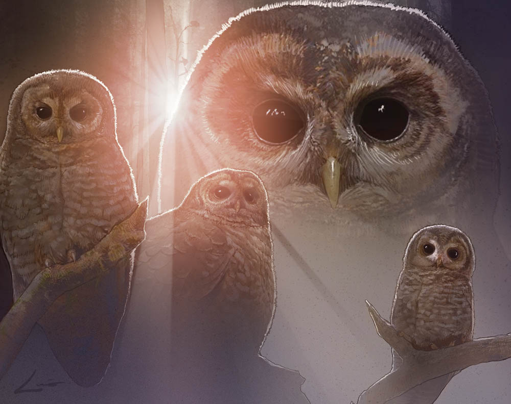 "The Spotted Owl" by Luis Carrasco (digital)