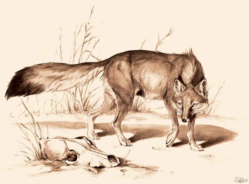 "Caution, Coyote" by Shannon Beaumont (ink and digital)
