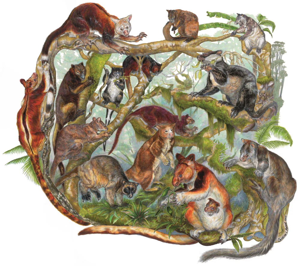 "Tree Kangaroo Kaleidoscope" by Christina Marent (Copic markers)